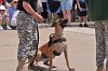 K-9 DSC_7843.jpg